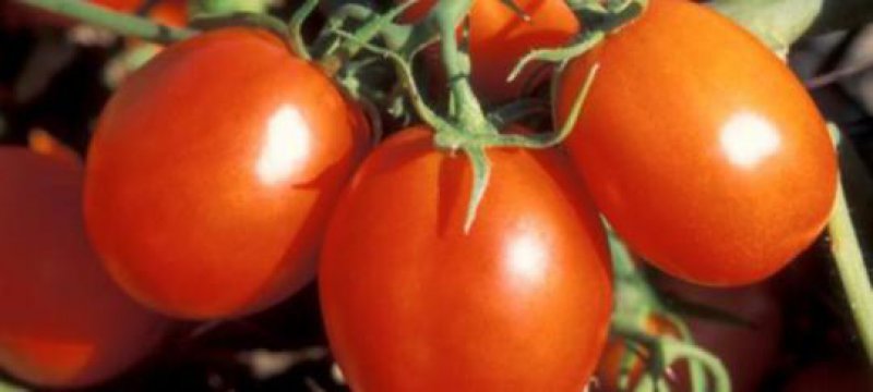 EHEC-Warnung vor Gurken, Tomaten und Salat aufgehoben