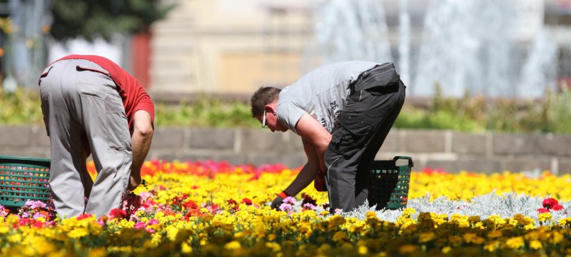 Gartenarbeiter auf einem Blumenbeet