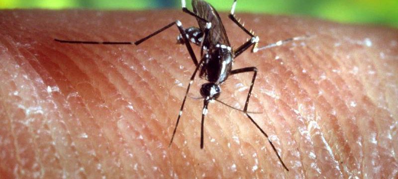 Malaria-Stechmücke