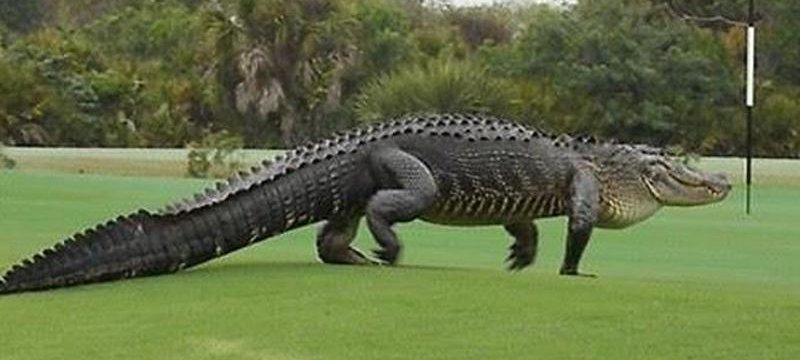 Alligator im Golfclub