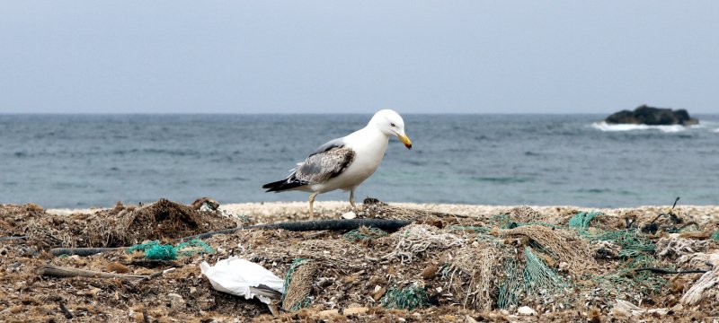 Möve auf einem Müllhaufen am Meer