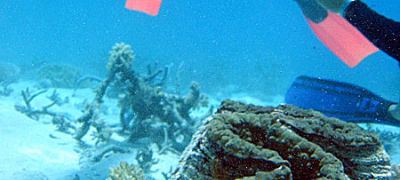 Taucher am "Great Barrier Reef"