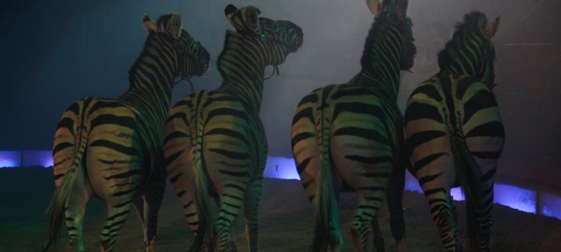 Zebras Zirkus